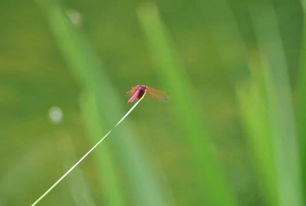 stock image Red dragonfly on grass