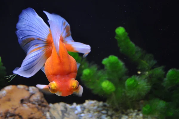 Een mooie gouden vissen — Stockfoto
