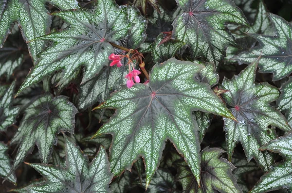 Pembe çiçekli bitki — Stok fotoğraf