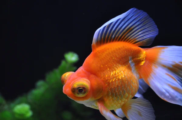 Ein schöner Goldfisch schwimmt sorgenfrei im Wassertank. — Stockfoto