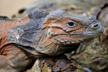 Gergedan iguana