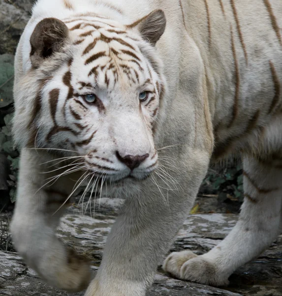Tigre stalking — Foto Stock