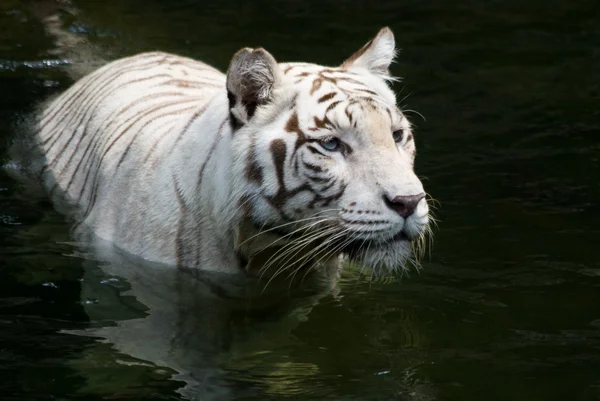 Vada tiger — Stockfoto