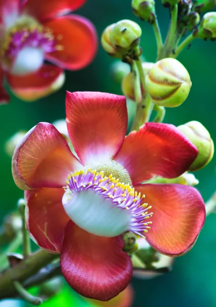 Cannonball çiçek — Stok fotoğraf