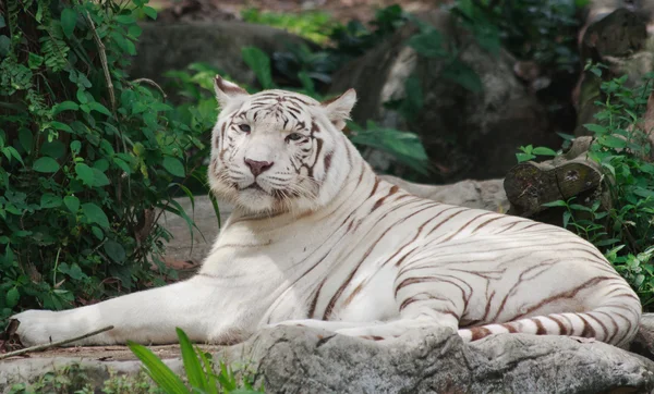 Tigre relaxado — Fotografia de Stock
