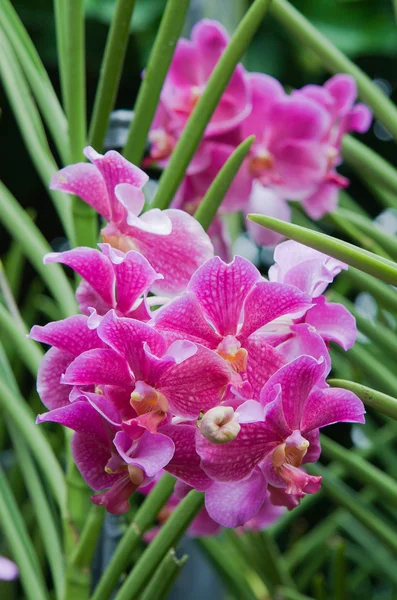 Aglomerado de orquídeas — Fotografia de Stock