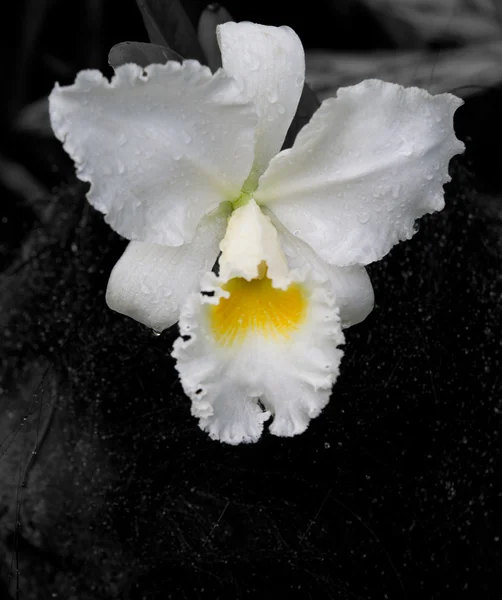 Орхідеї поп — стокове фото