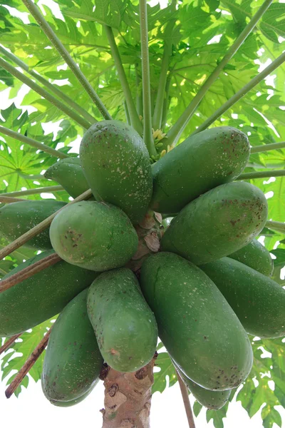 Papaya tree close — Stock Photo, Image