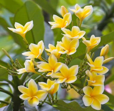 Yellow Plumeria clipart