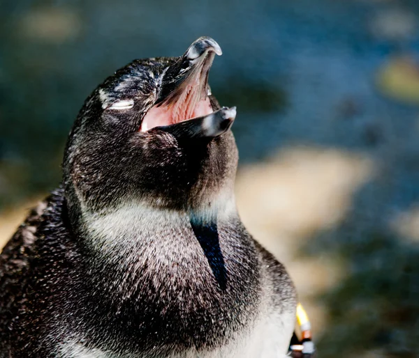 Furry Penguin — Stock Photo, Image