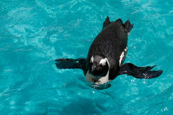 stock image Galapagos Penguin