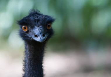 EMU kafa