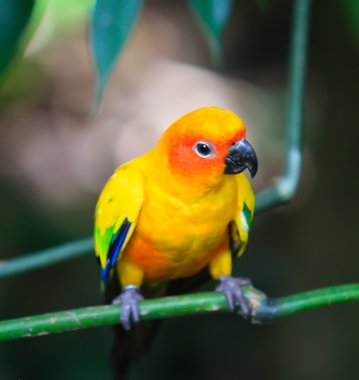 Güneş conure
