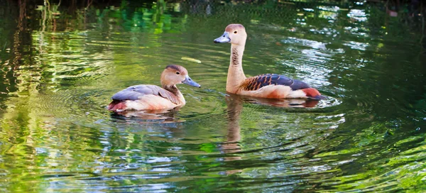 Whistling Duck — Stock Photo, Image