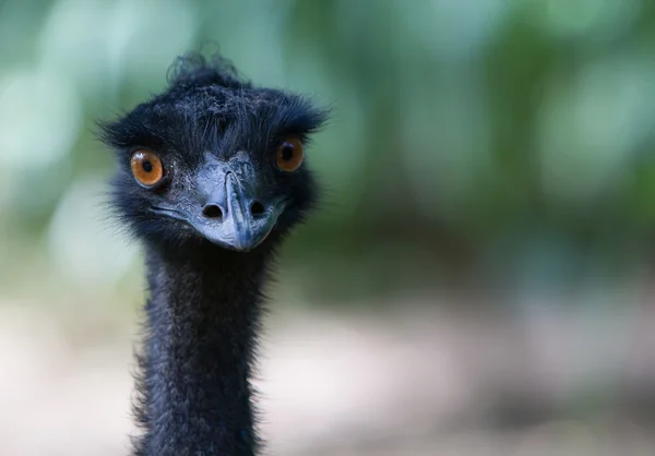 EMU hoofd — Stockfoto
