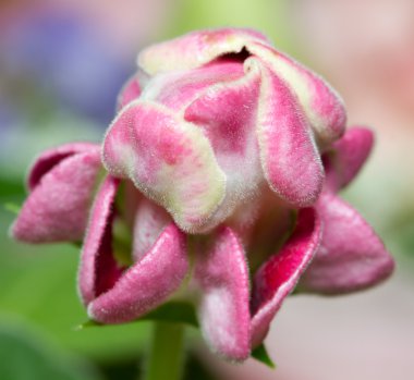 Gloxinia Bud clipart