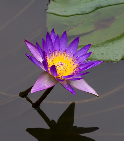 Пурпурная лилия — стоковое фото