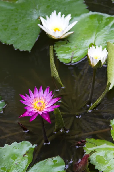Water Lilies — Stock Photo, Image