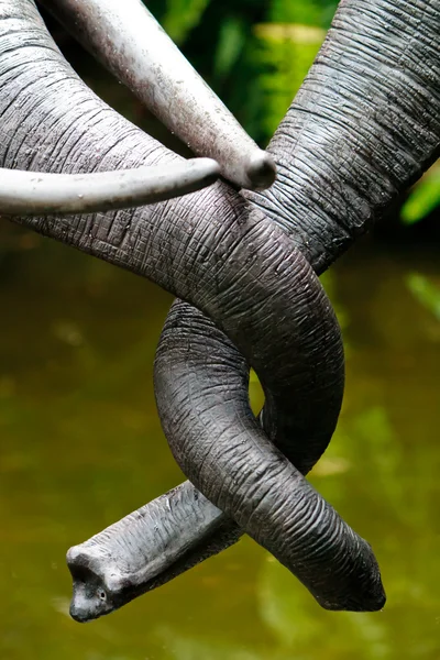 stock image Tangled Trunks