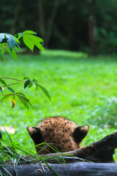 Скрытый гепард — стоковое фото