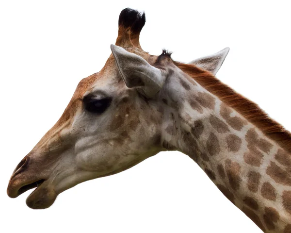 长颈鹿的头 — 图库照片