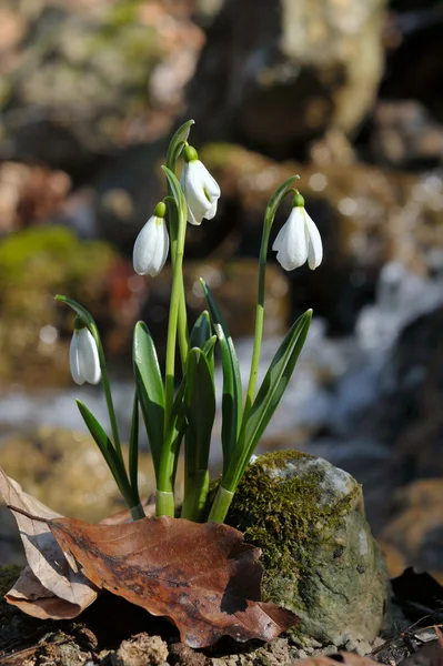 Bouquet of snowdrops — Stock Photo, Image