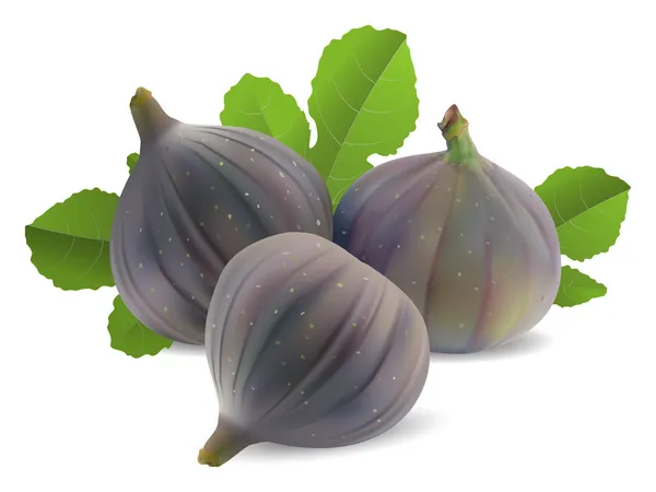 Świeże figi — Wektor stockowy