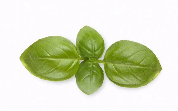 Leaves of basil — Stock Photo, Image