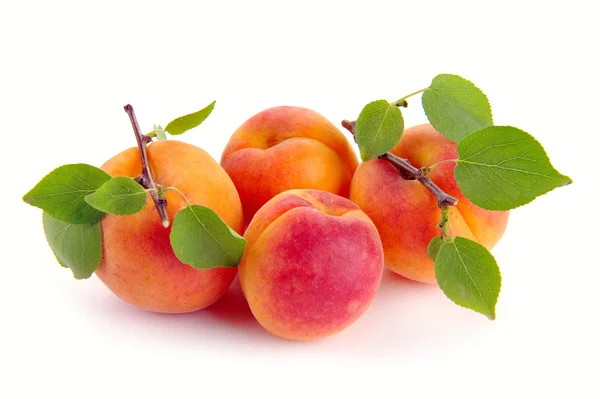 Aprikose mit Blättern — Stockfoto