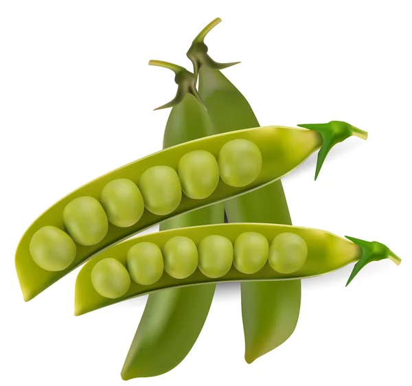 Warzywo zielony groszek z nasion — Wektor stockowy