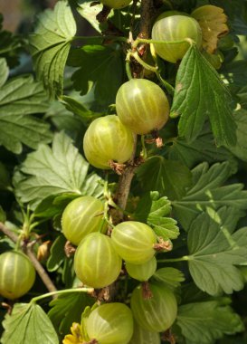 Gooseberries on the branch clipart