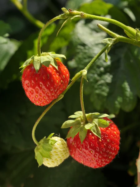 Erdbeere wächst auf einem Baum — Stockfoto