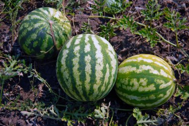 Ripe water-melons clipart