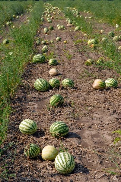 Reife Wassermelonen — Stockfoto