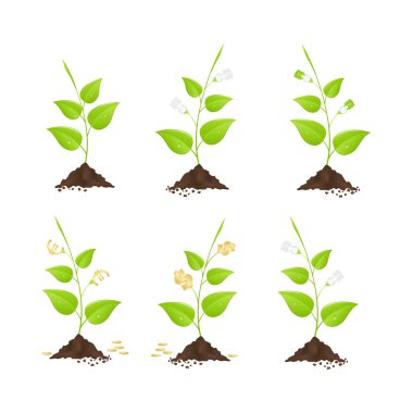 Money trees clipart