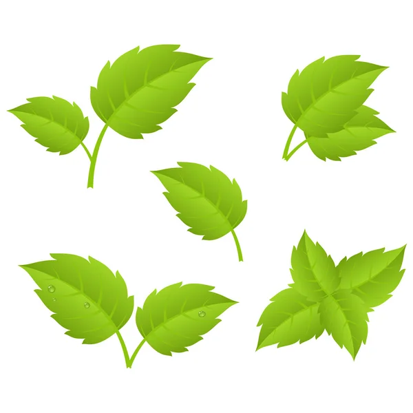 Zöld levelek — Stock Vector