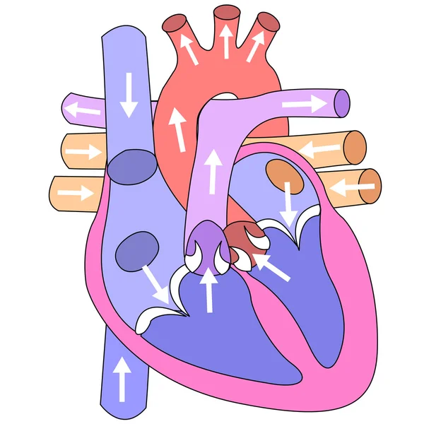 Menschliches Herz — Stockvektor
