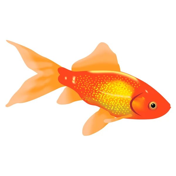 Goldfisch — Stockvektor