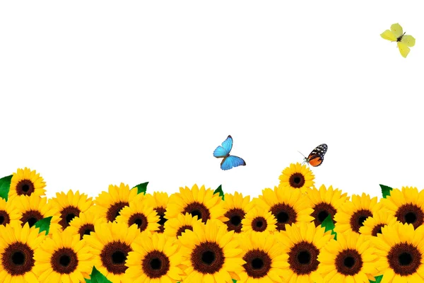 Соняшник та метелик — стокове фото