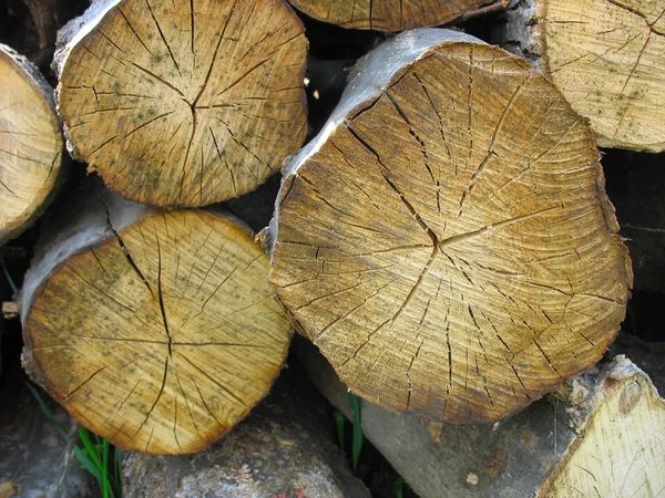 Madeira velha empilhada troncos — Fotografia de Stock