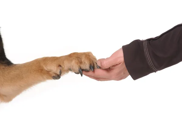 Kutya mancsa és emberi kéz remegés, — Stock Fotó