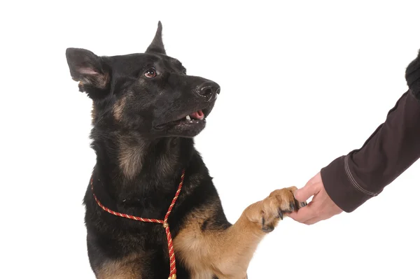 Dog paw and human hand shaking, — Stock Photo, Image