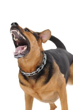 Set of images with angry dog with bared teeth clipart