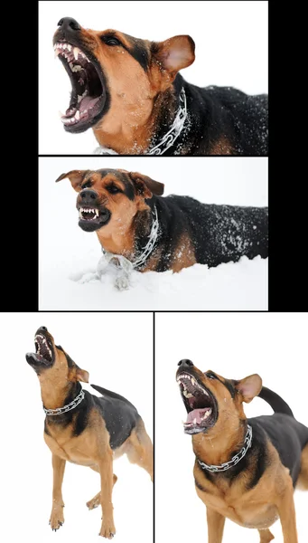 Conjunto de imágenes con perro enojado con dientes desnudos — Foto de Stock
