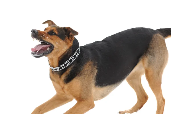 Beyaz arka plan üzerinde diş bared ile kızgın köpek — Stok fotoğraf