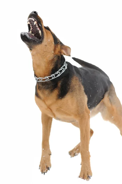 Zbiór zdjęć z zły pies z druta zębów — Zdjęcie stockowe