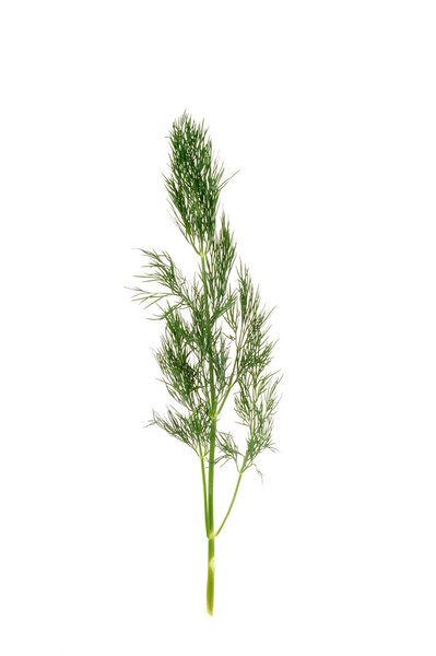 Dill isolated on the white background