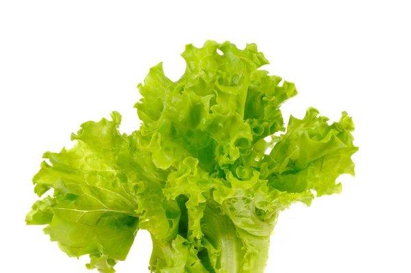 Salade verte isolée sur fond blanc — Photo