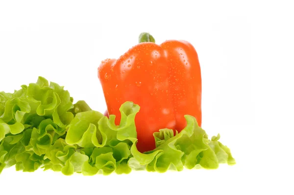 Grüner Salat und Paprika isoliert auf weißem Hintergrund — Stockfoto