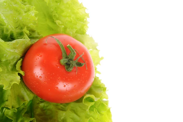 Grüner Salat und Tomaten isoliert auf weißem Hintergrund — Stockfoto